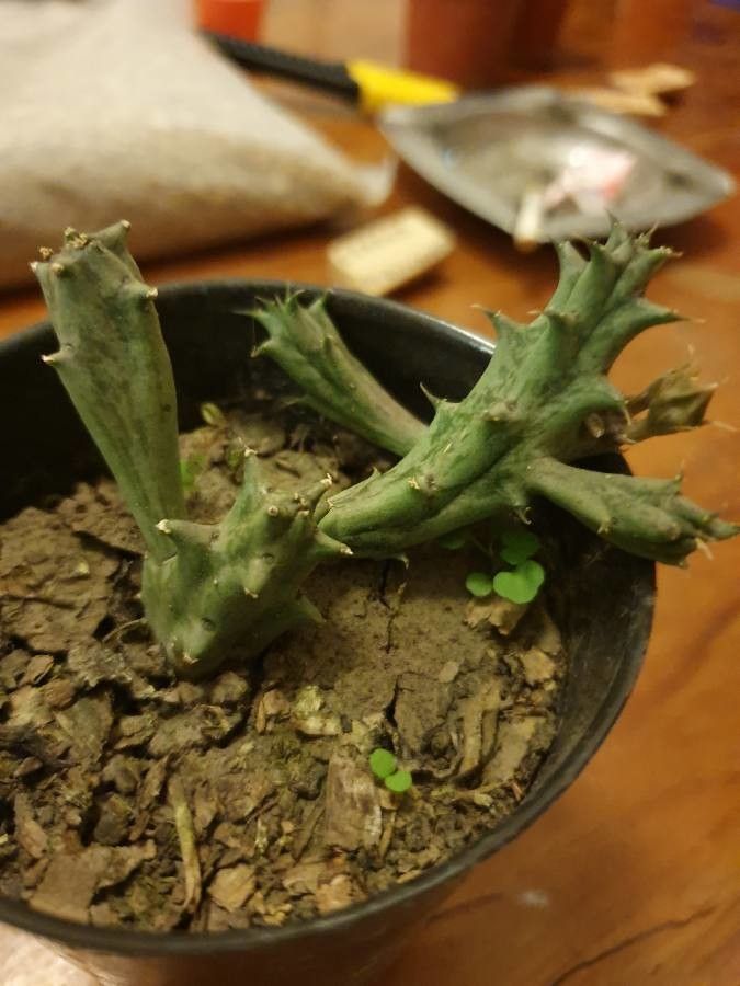 Piaranthus atrosanguineus — related species from the same genus