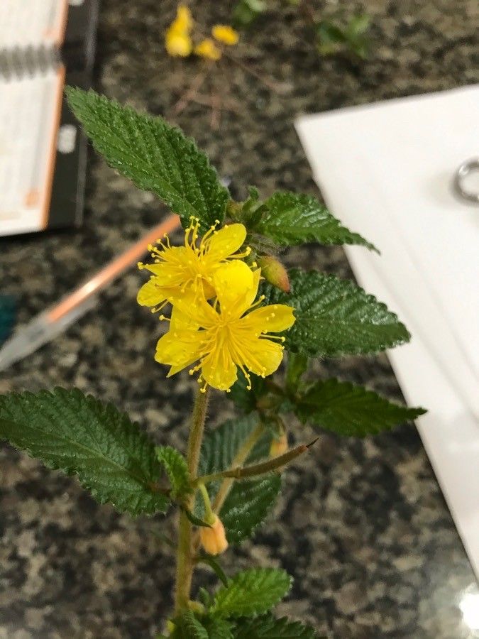 Corchorus hirtus flower
