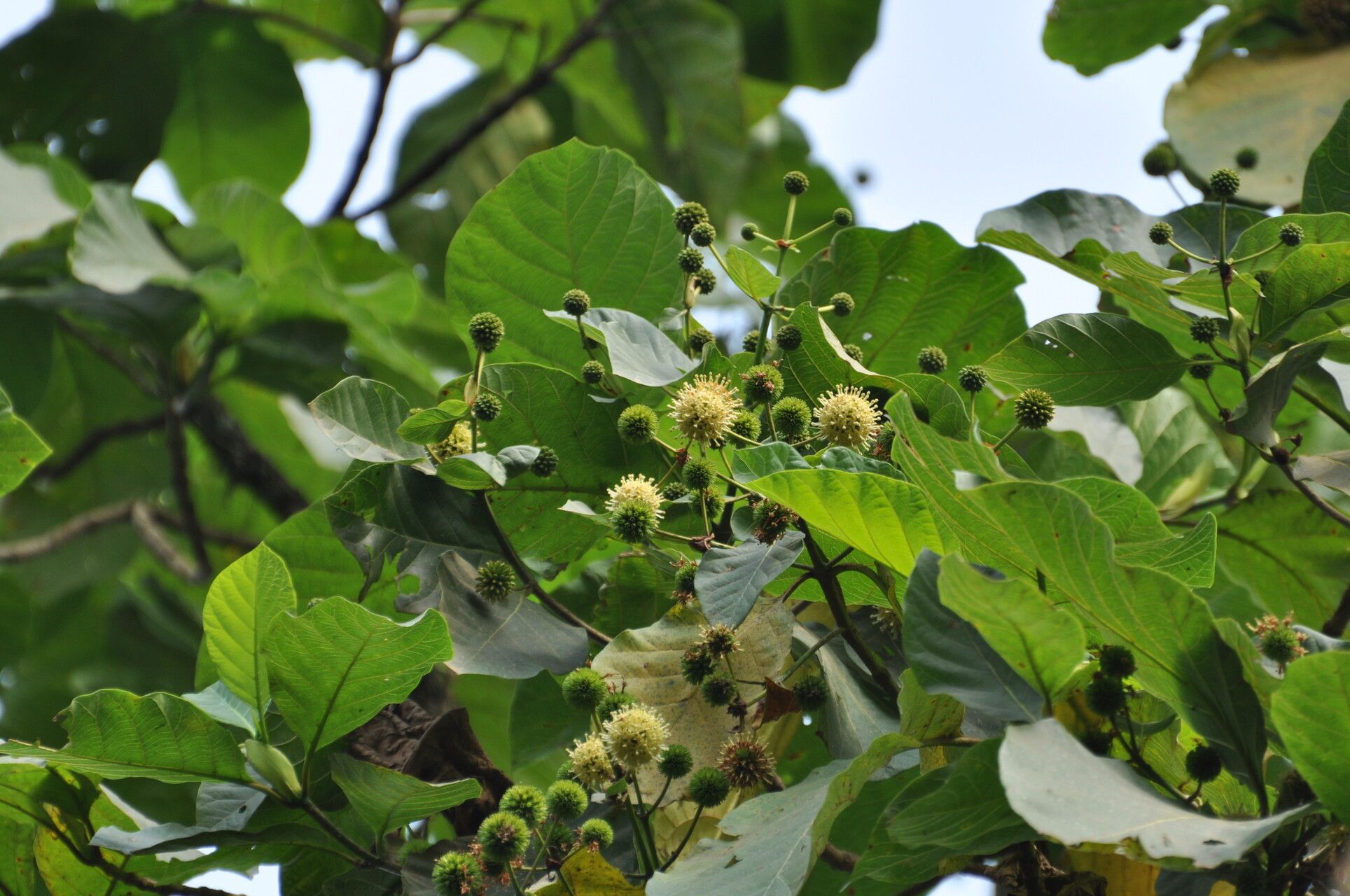 Mitragyna rubrostipulata — related species from the same genus