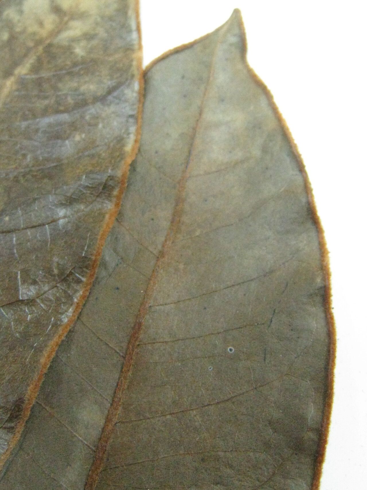 Diospyros guianensis other