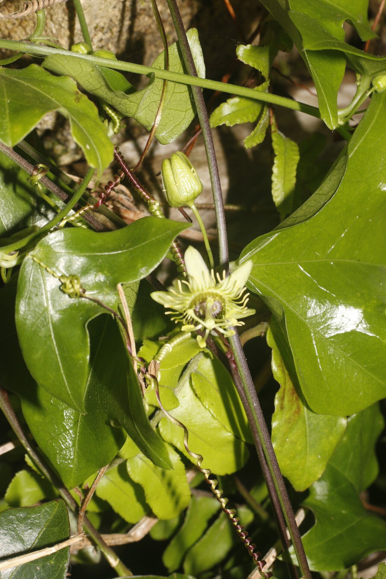 Passiflora obtusifolia flower