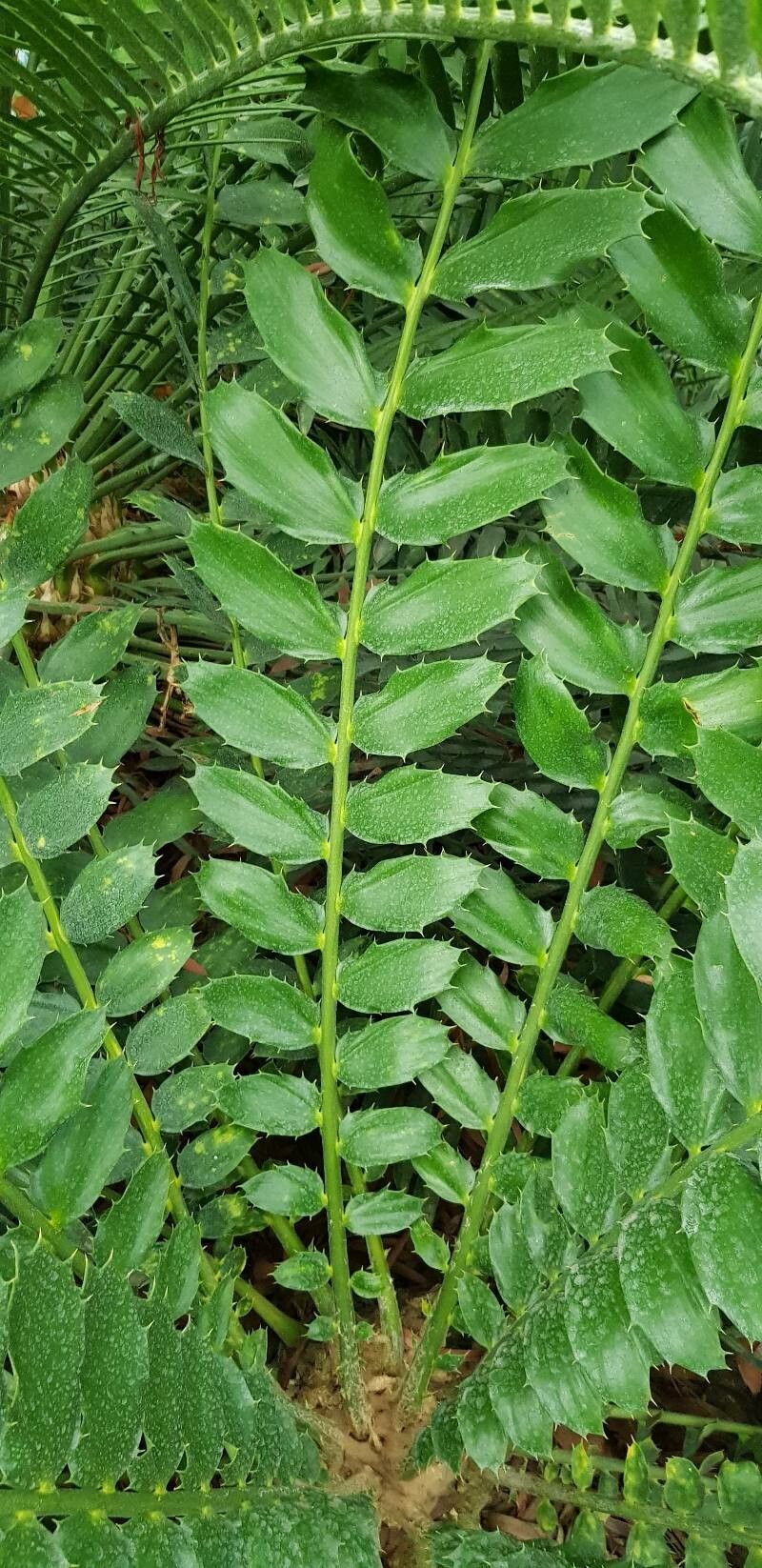 Encephalartos ferox leaf