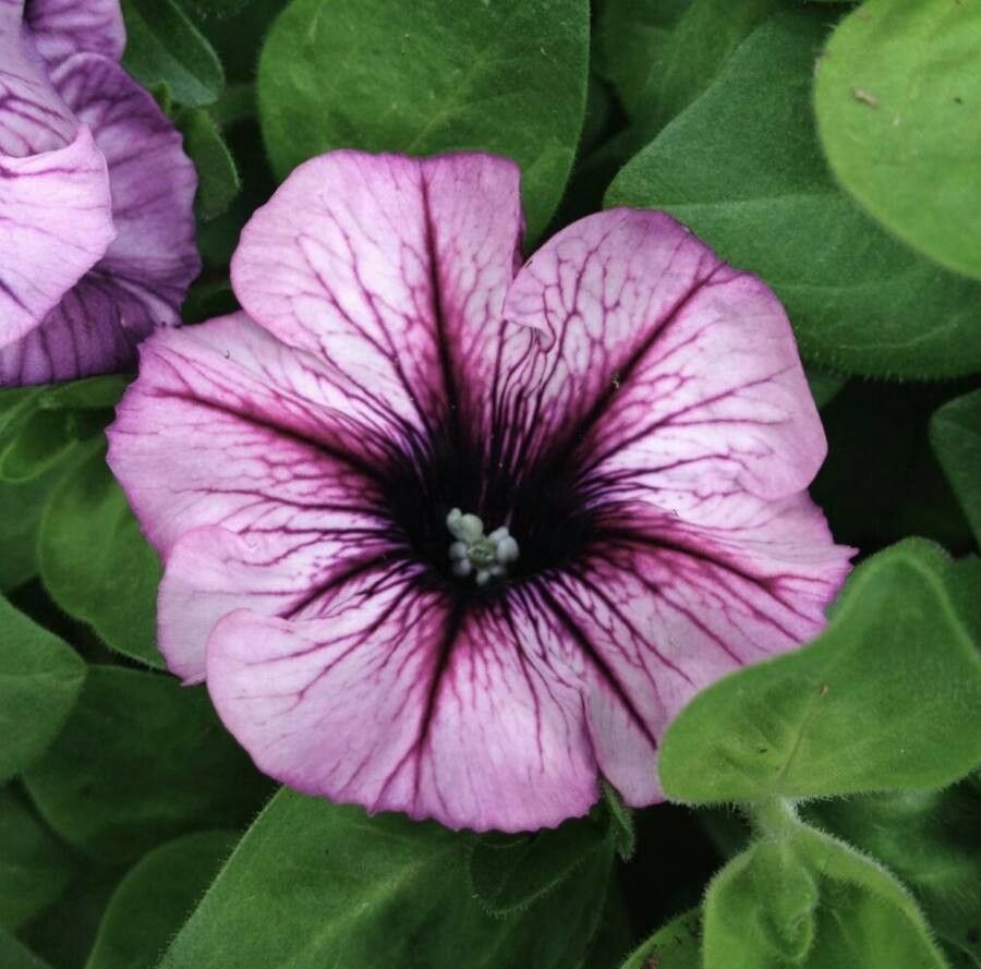 Petunia hybrida flower