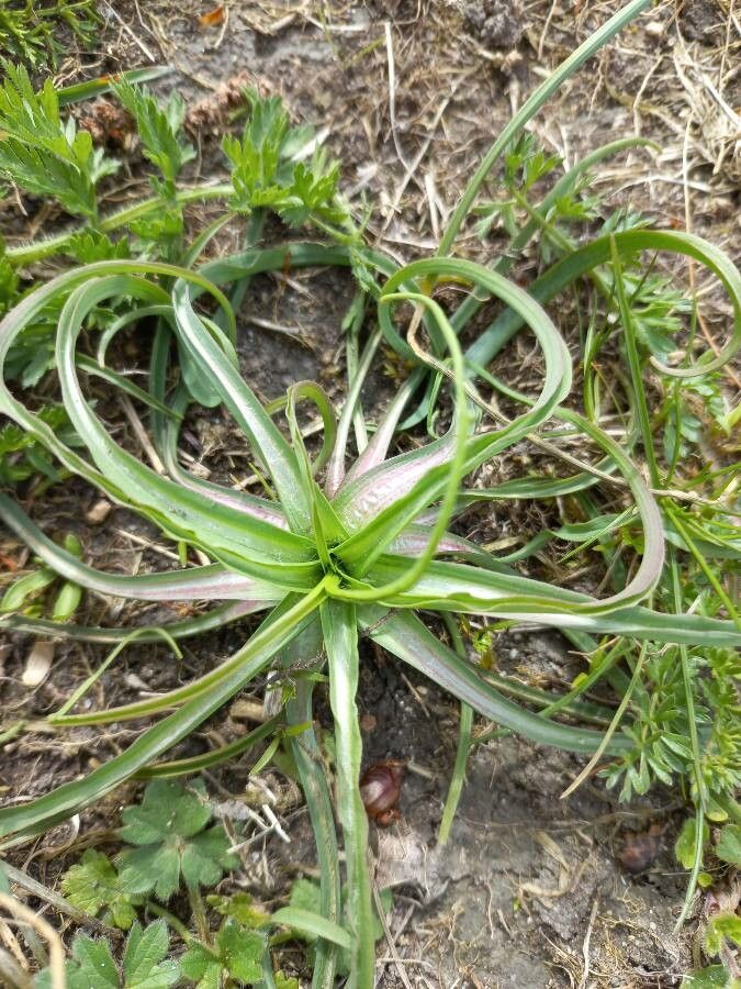 Isoetes histrix — search result for 'northwest Africa'