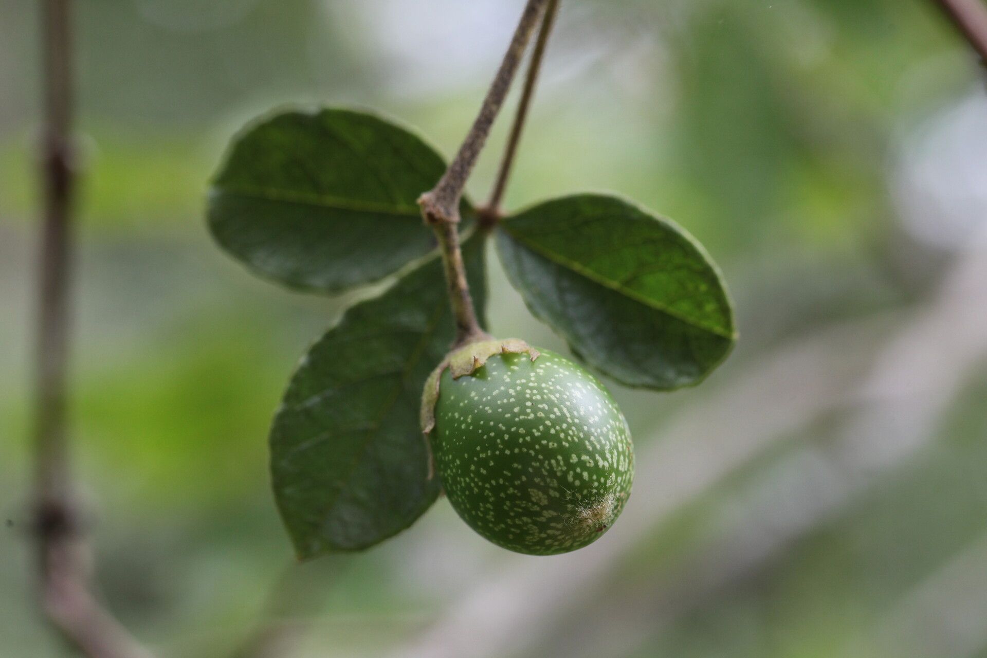 Vitex mombassae fruit