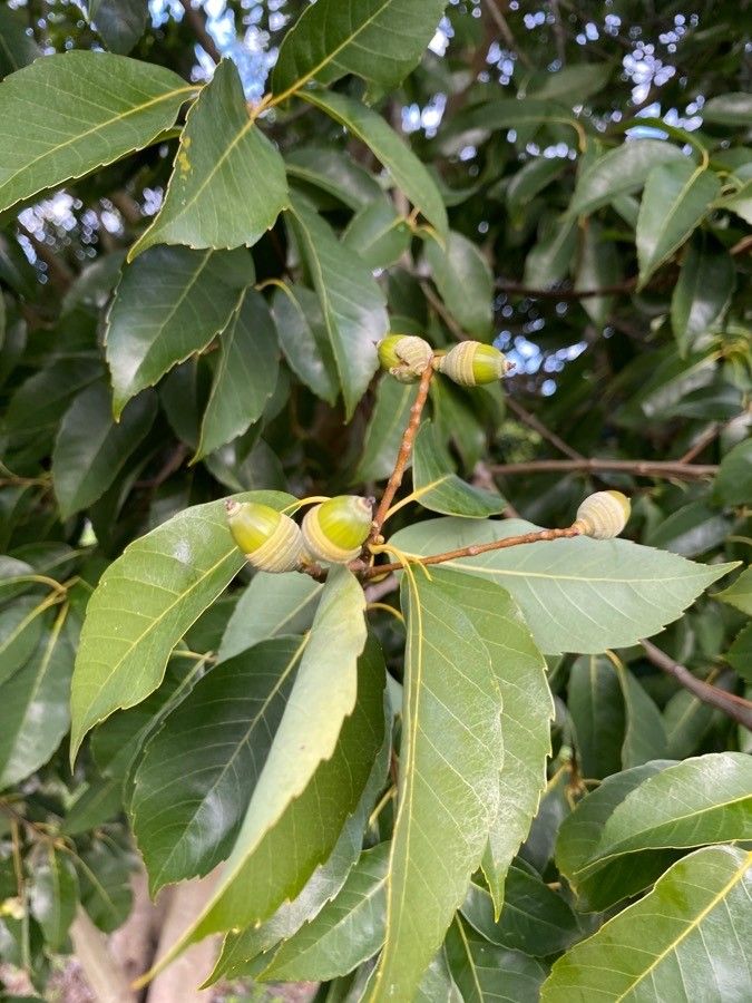 Quercus glauca fruit
