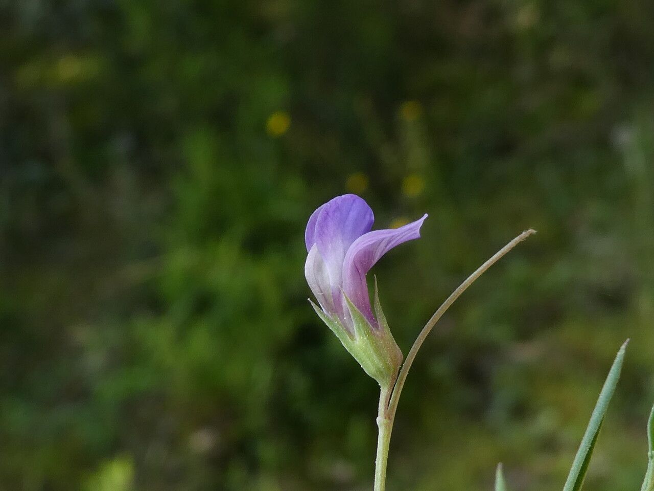 Lathyrus angulatus flower