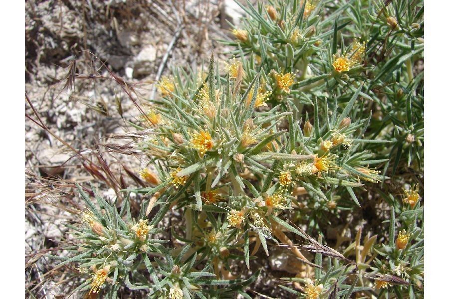 Mentzelia torreyi habit