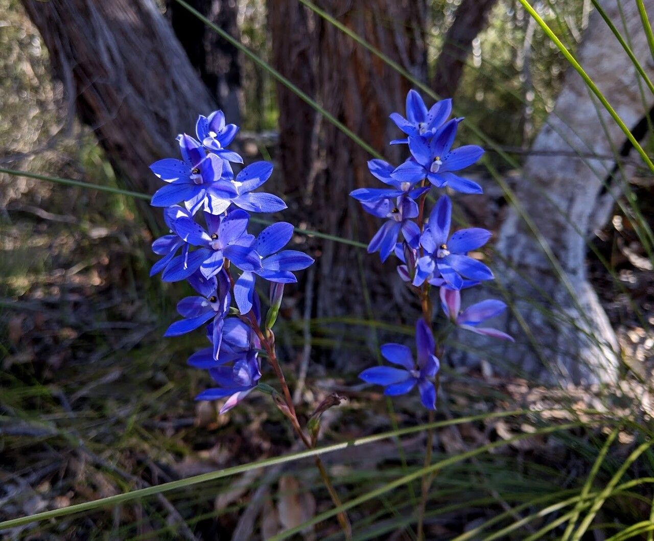 Thelymitra ixioides flower
