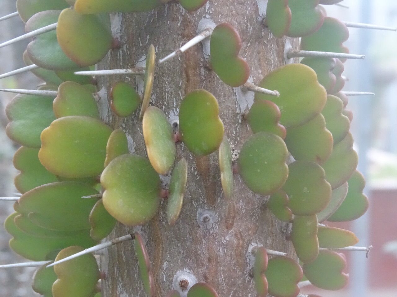 Alluaudia ascendens — related species from the same genus