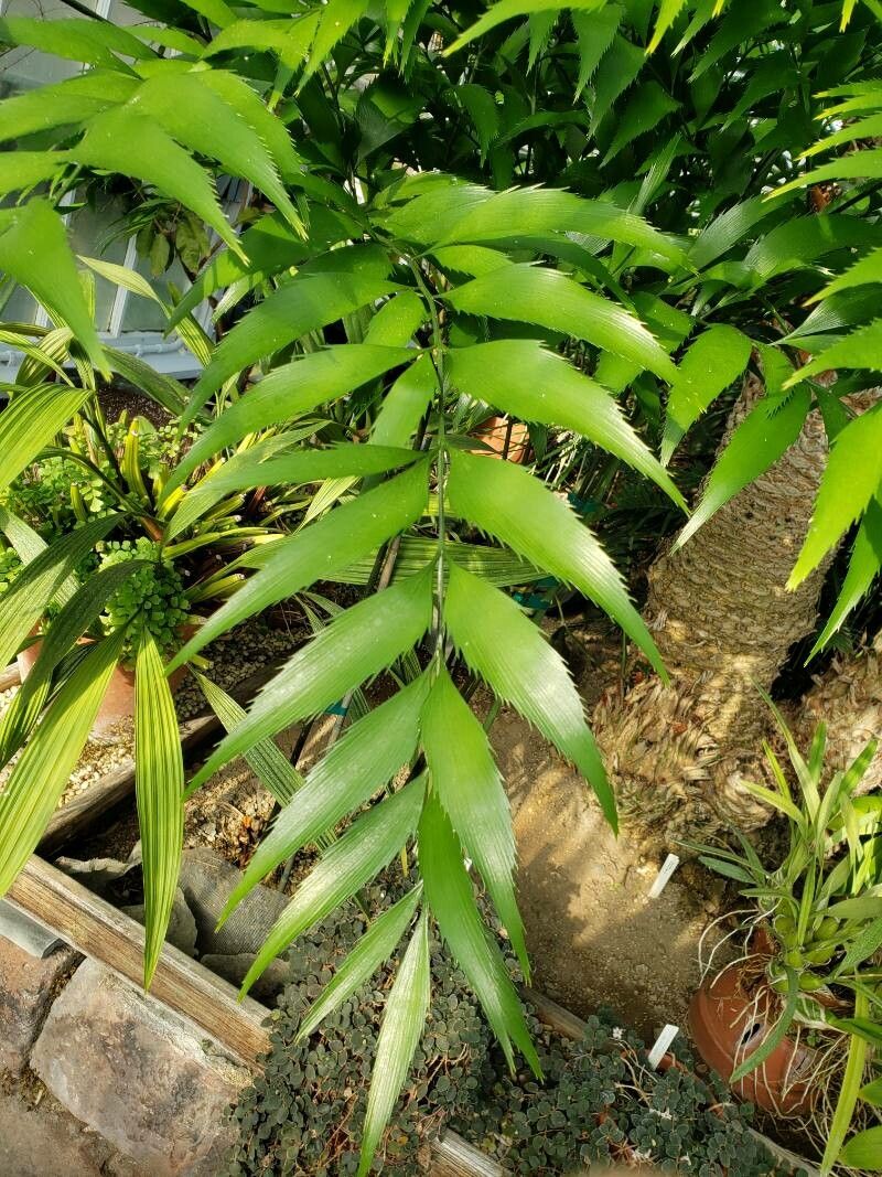 Bowenia serrulata — related species from the same genus