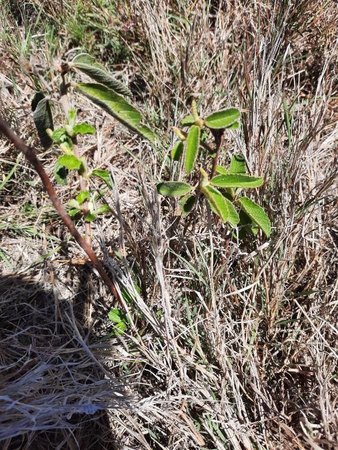 Melhania velutina leaf