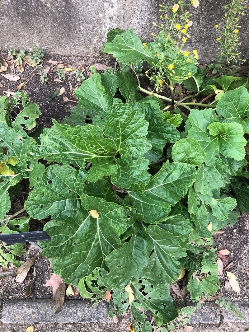 Crambe hispanica — related species from the same genus