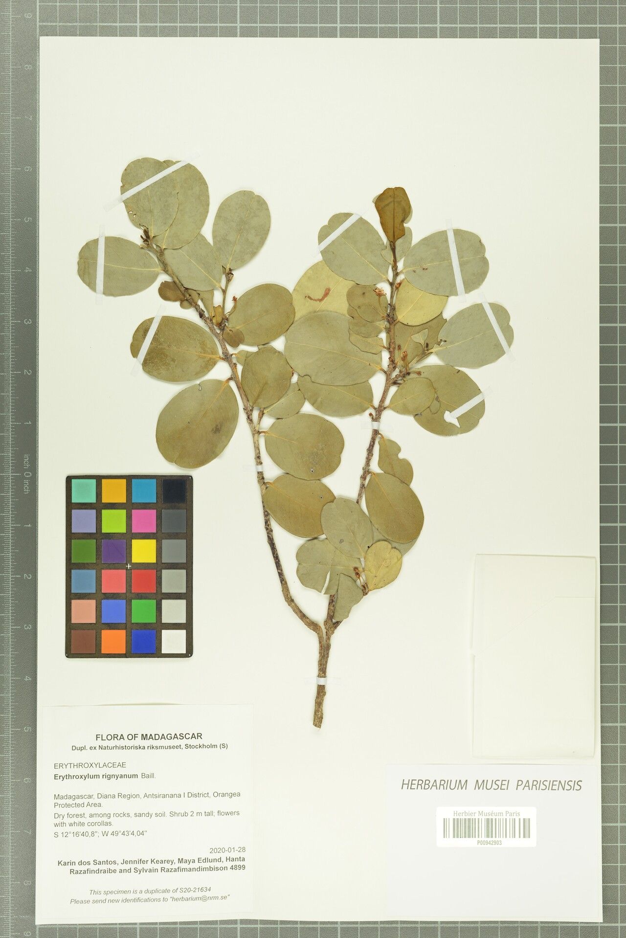 Erythroxylum rignyanum — houseplant care guide