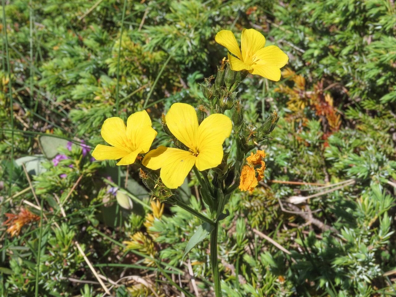 Linum capitatum flower