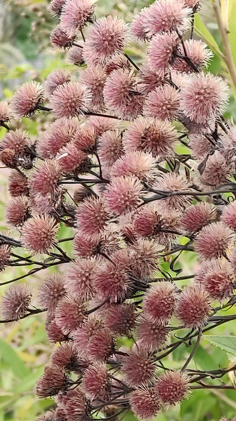 Veronica crinita fruit