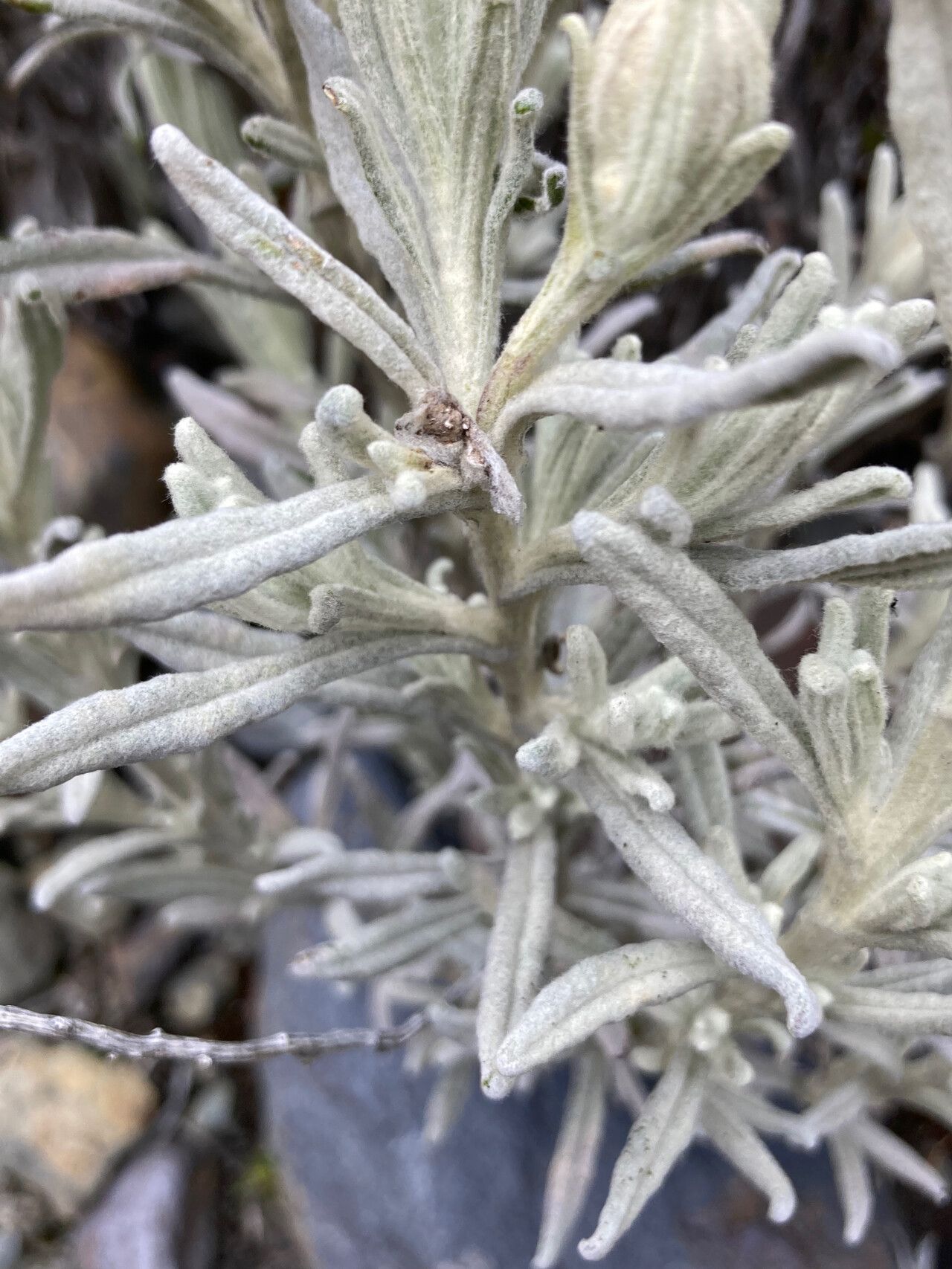 Senecio sublutescens — houseplant care guide