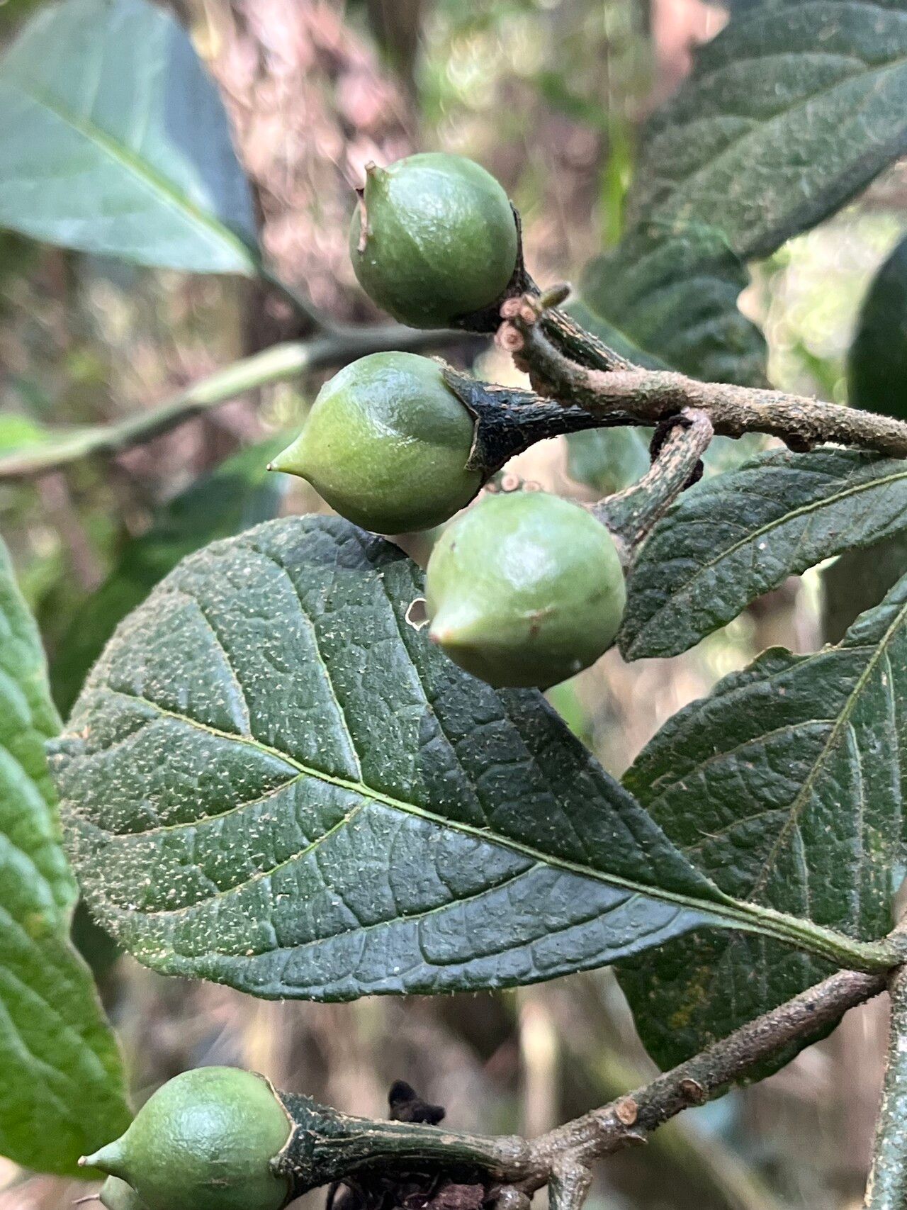 Solanum callianthum fruit