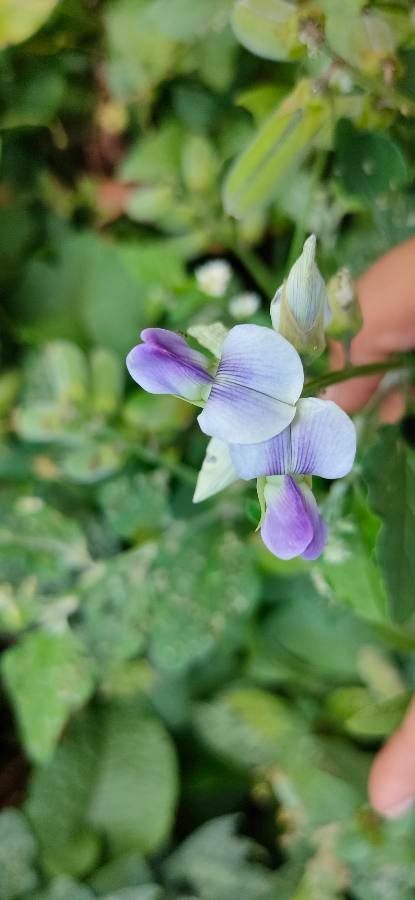 Crotalaria verrucosa flower