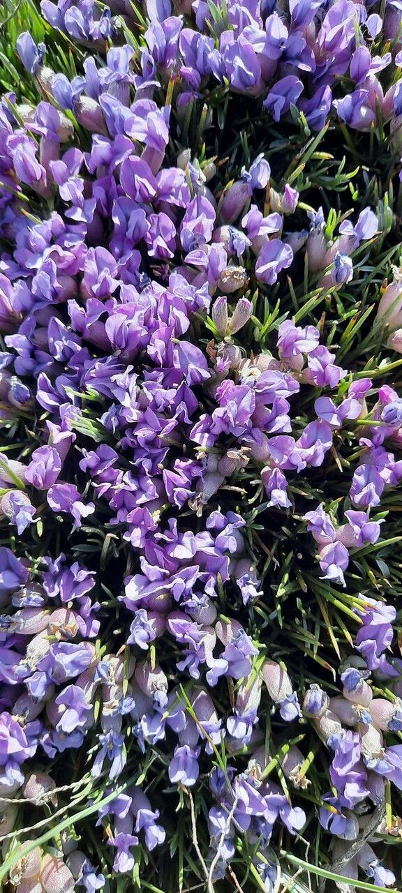 Erinacea anthyllis flower