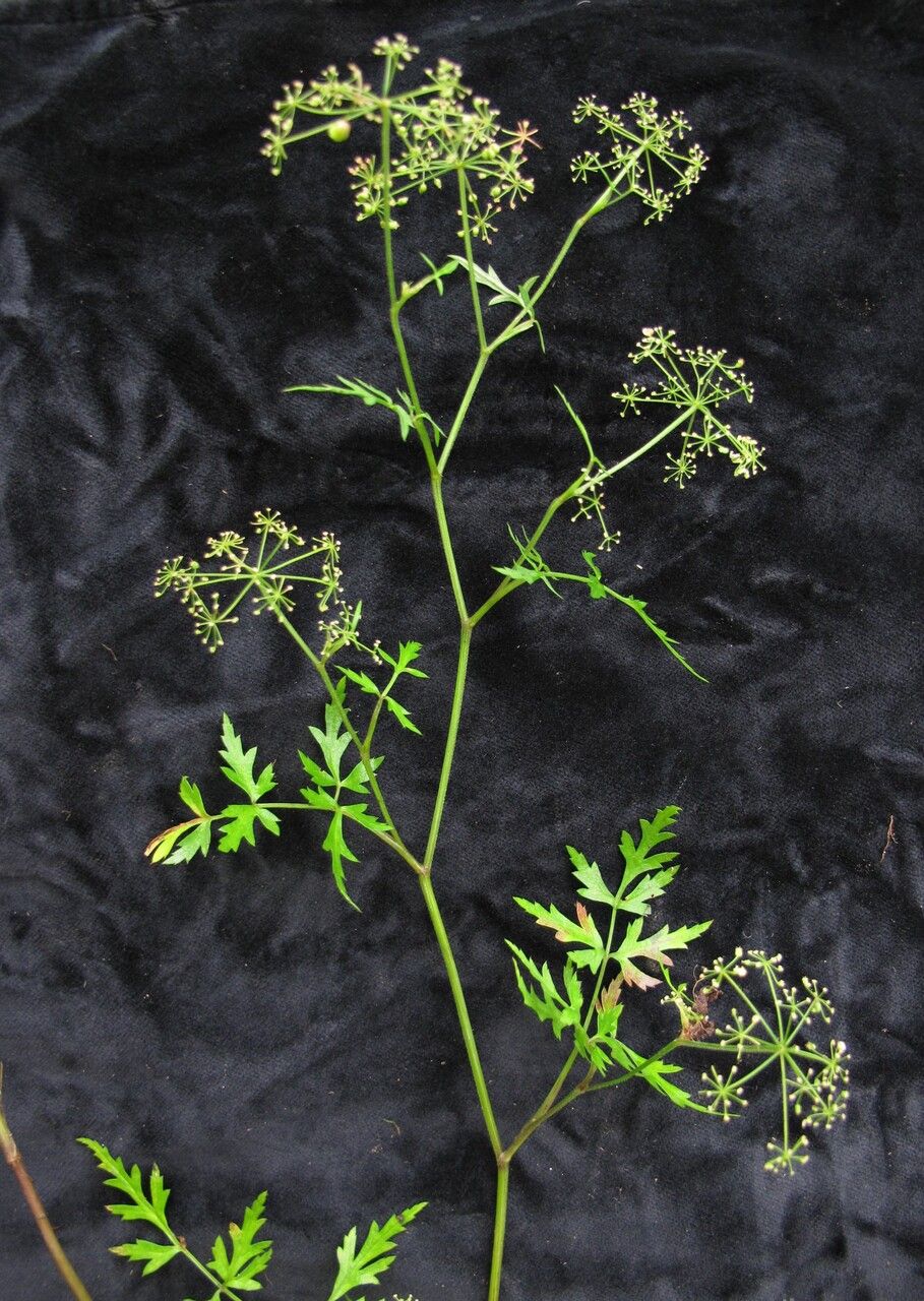 Pimpinella tongloensis habit