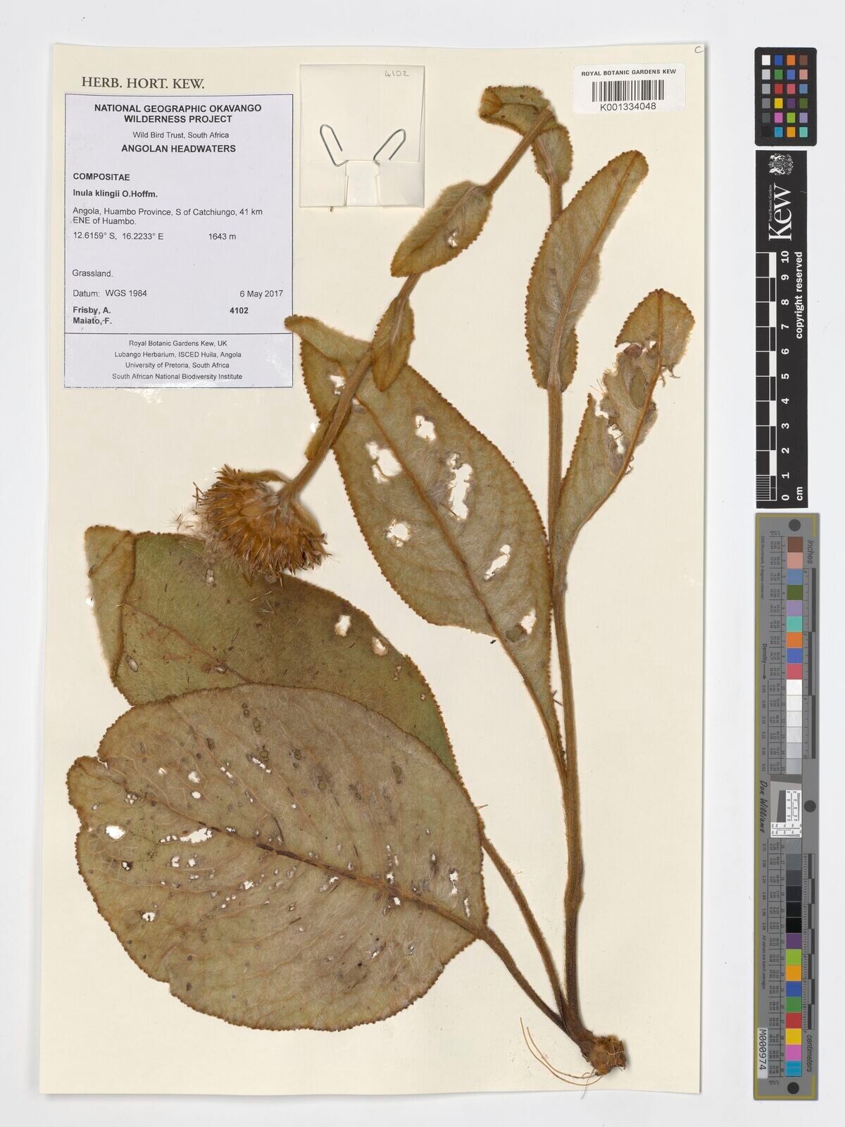 Inula klingii — search result for 'Inula'