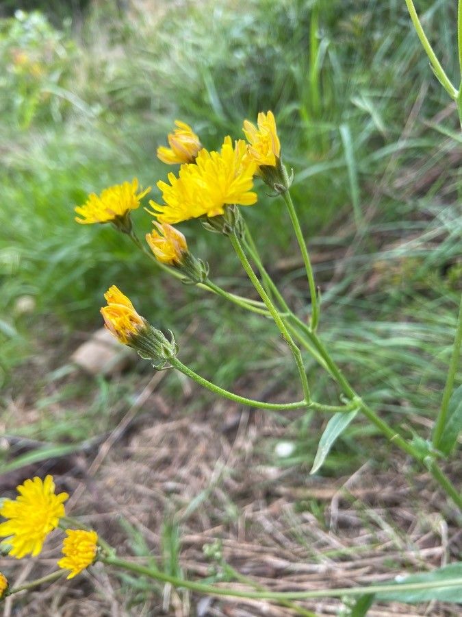 Crepis nicaeensis flower