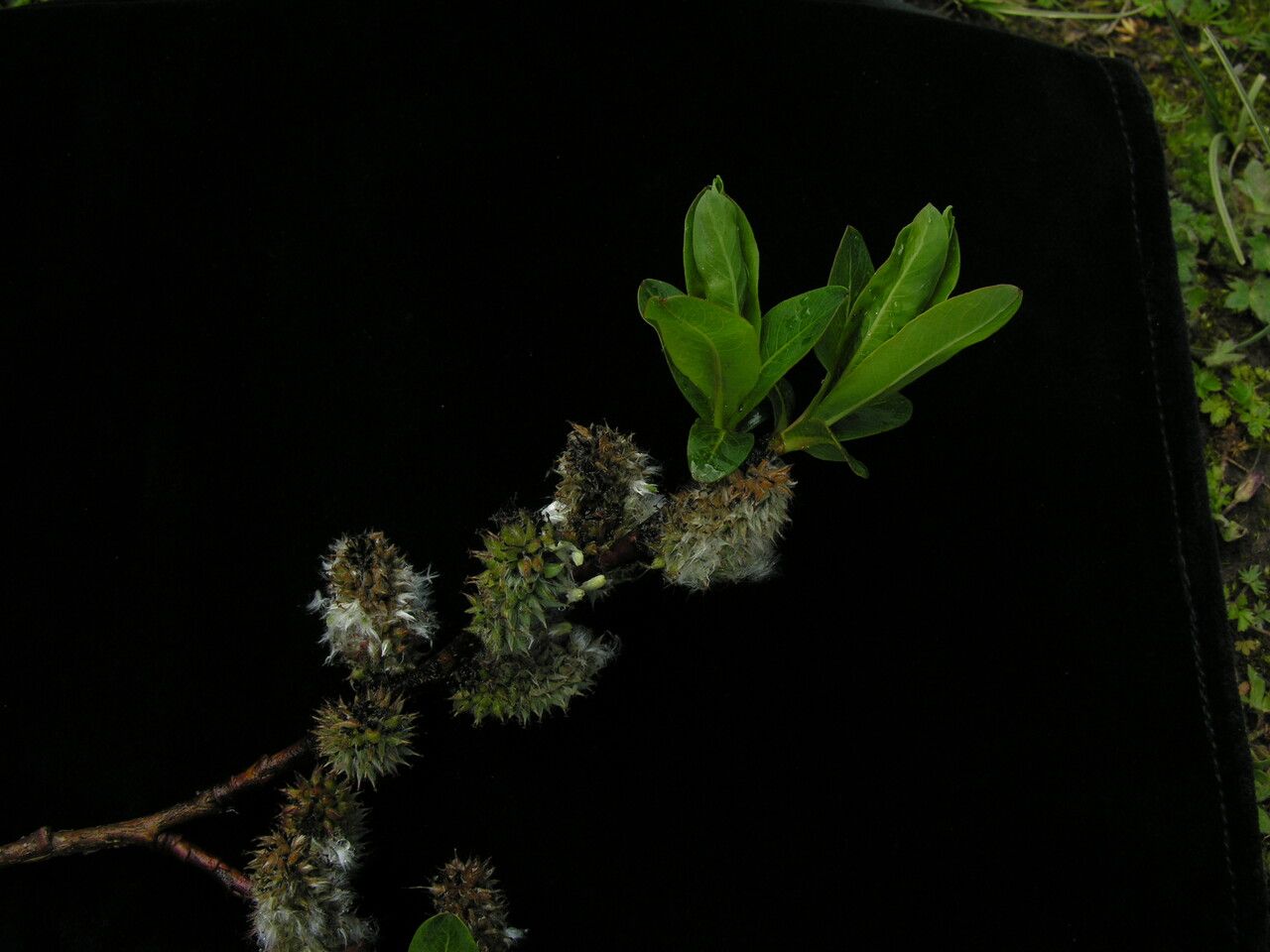 Salix myrtillacea habit