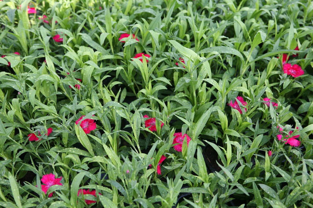 Dianthus spp. habit