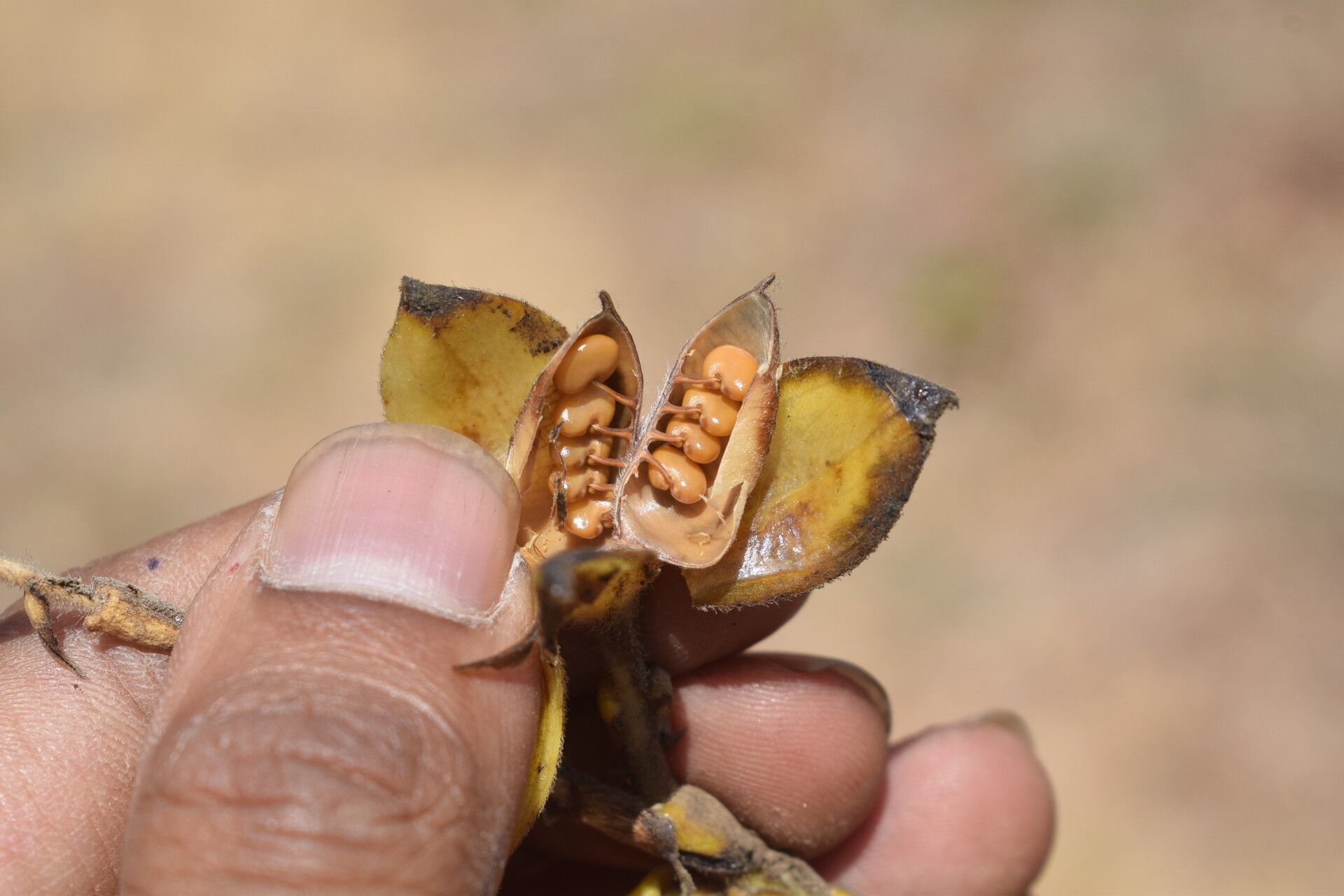 Crotalaria pulchra fruit