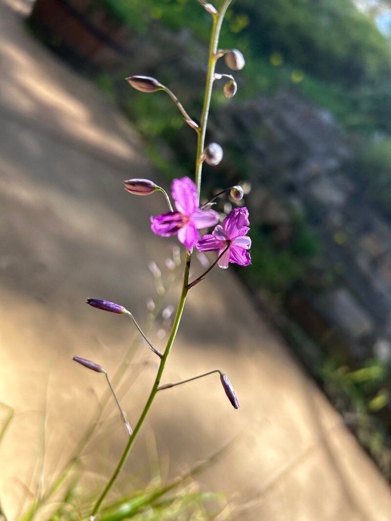 Arthropodium strictum — houseplant care guide