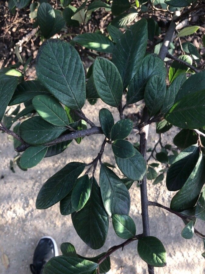 Cotoneaster lacteus — search result for 'Cotoneaster'