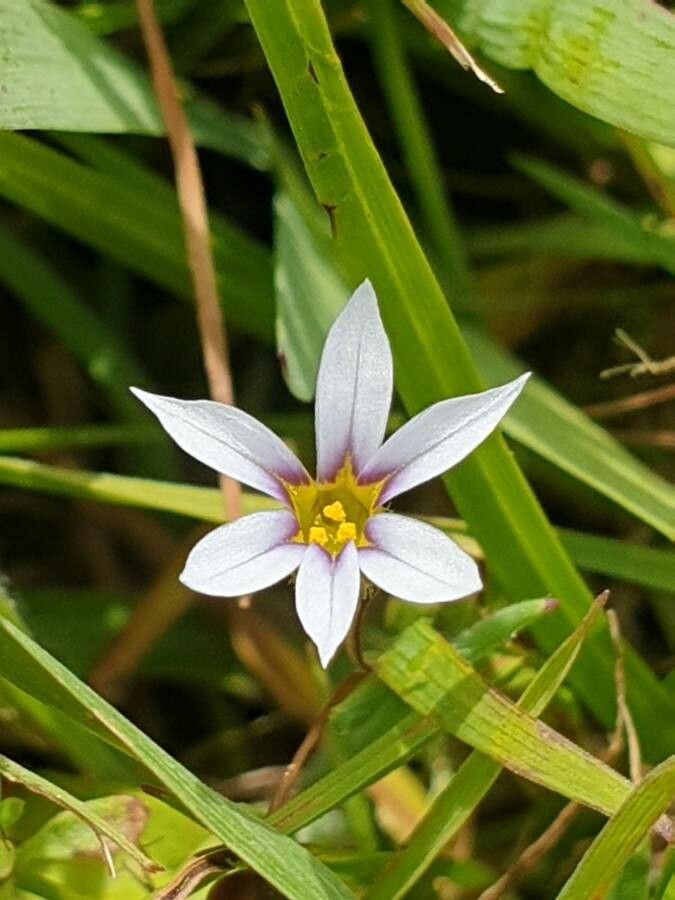 Sisyrinchium rosulatum flower
