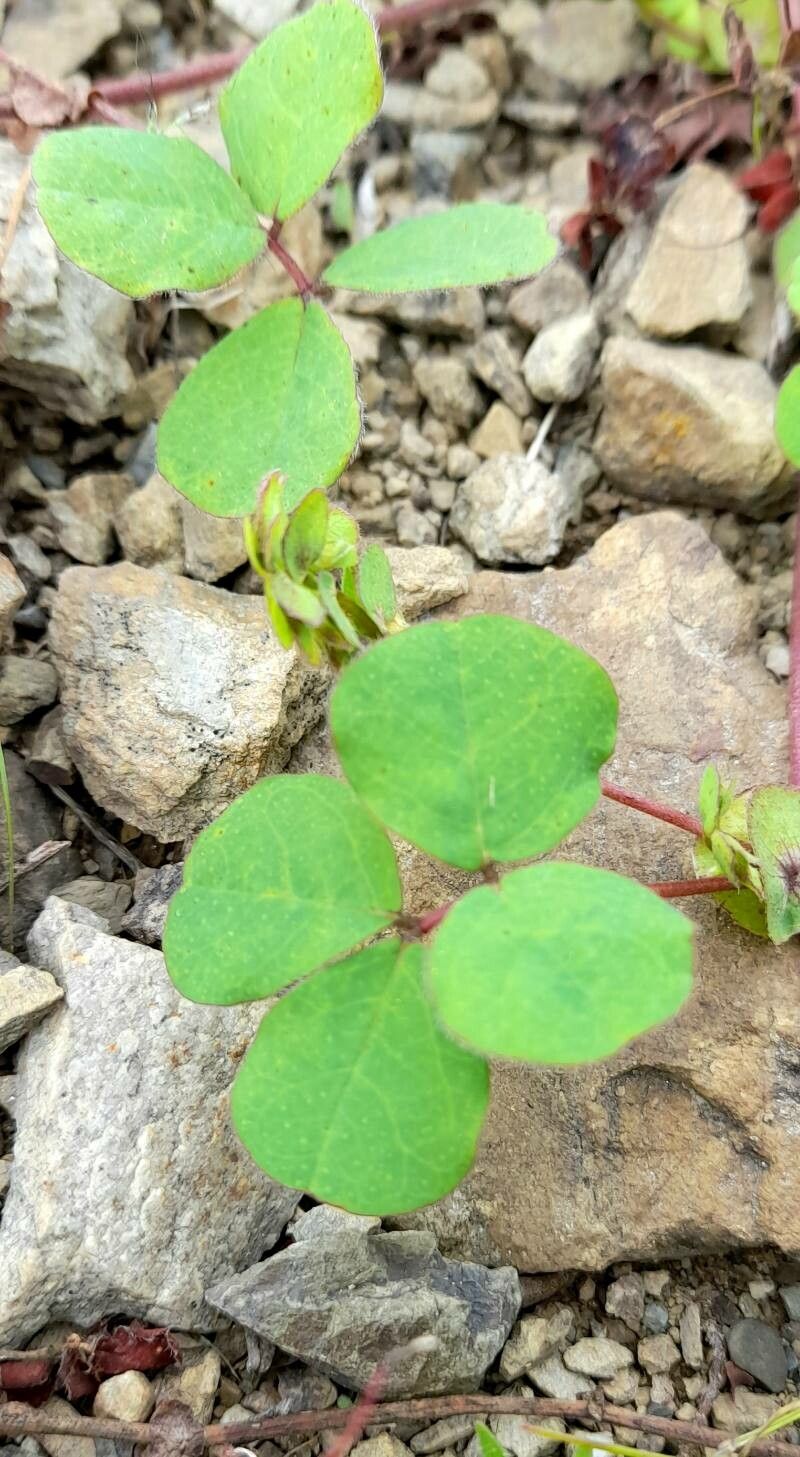 Amicia medicaginea — related species from the same genus