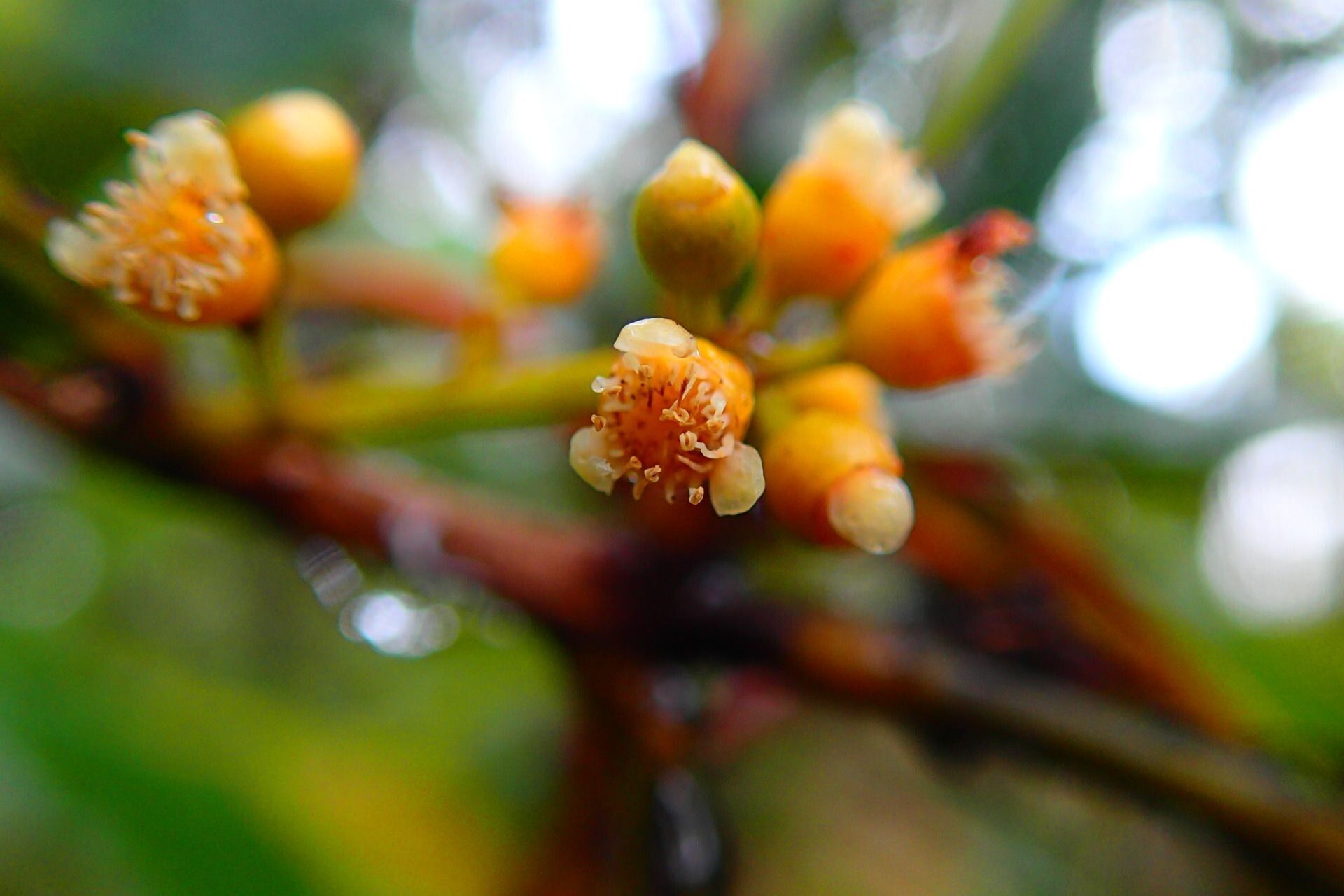 Syzygium baladense flower