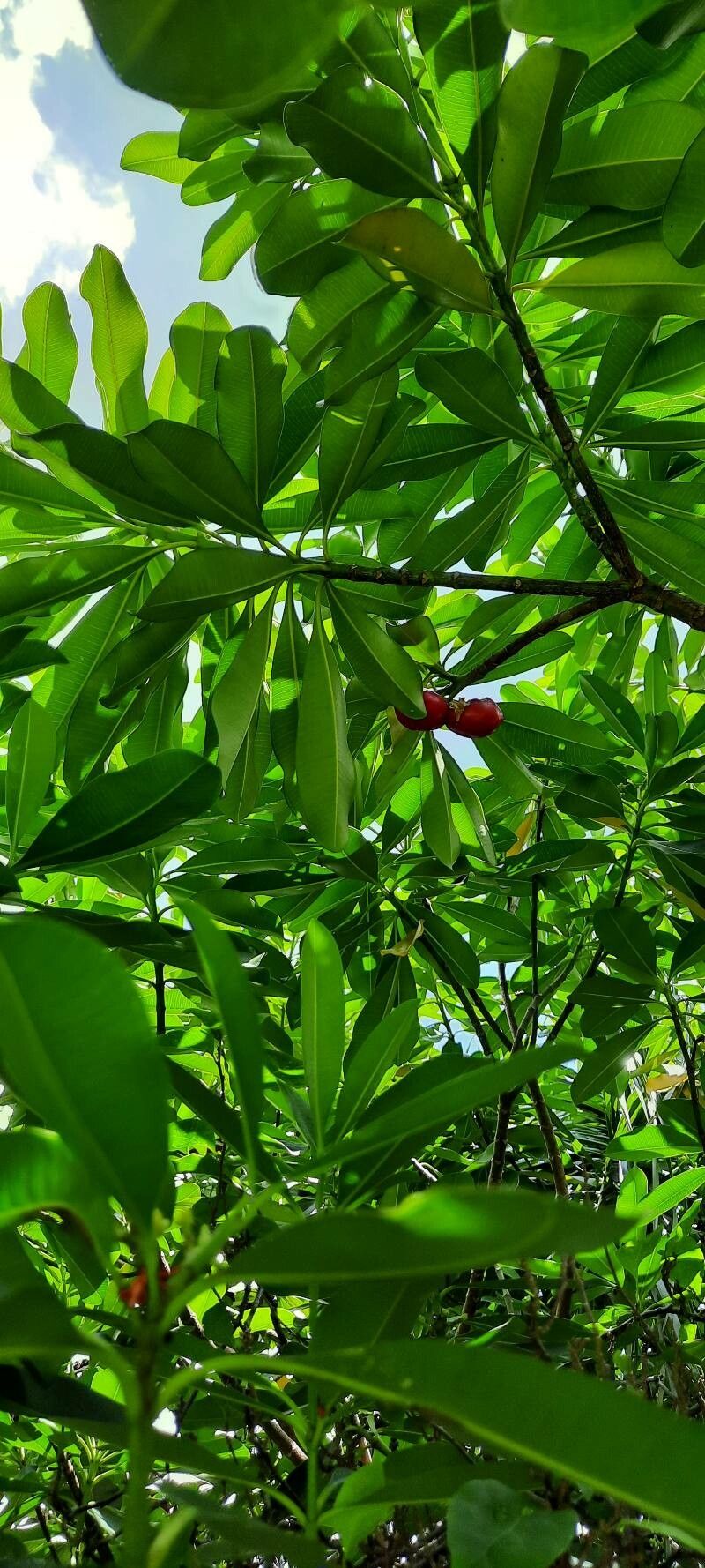 Ochrosia elliptica leaf