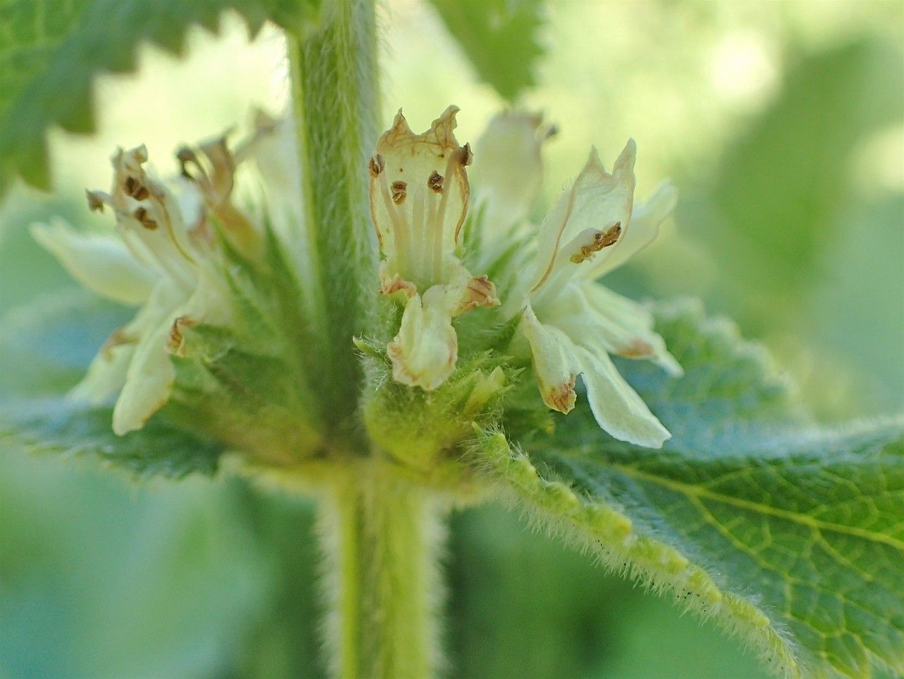 Stachys alopecuros flower