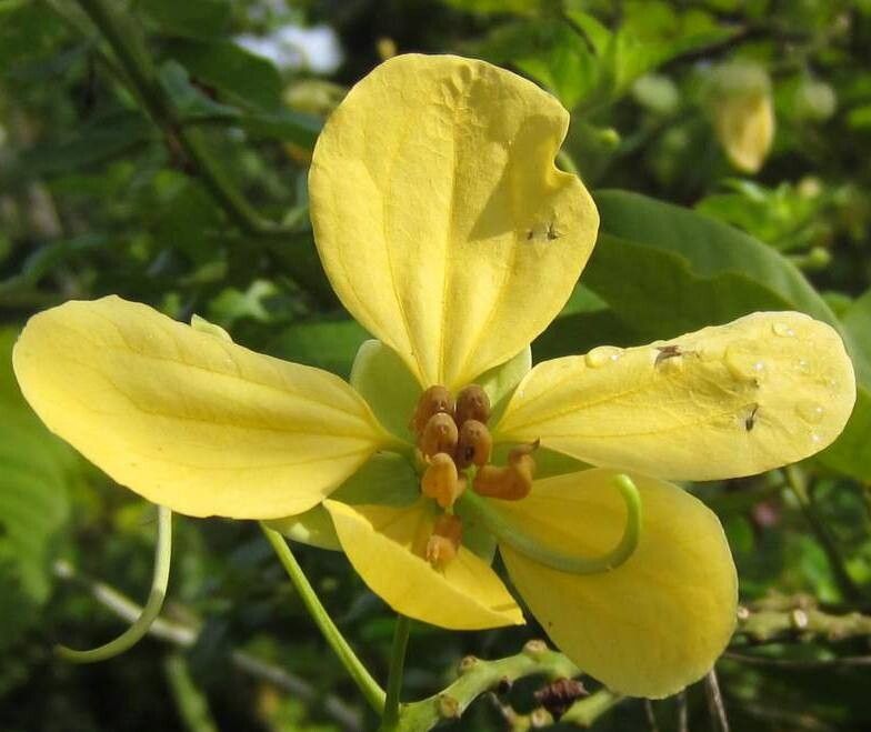 Senna bacillaris flower
