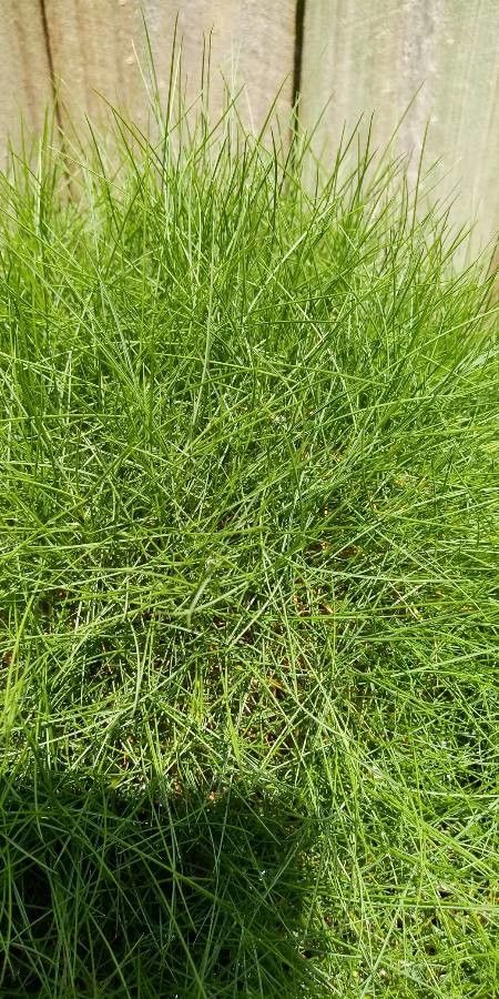 Zoysia tenuifolia leaf