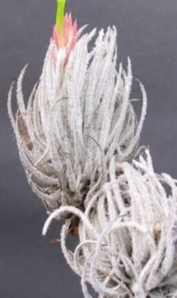 Tillandsia penascoensis — houseplant care guide