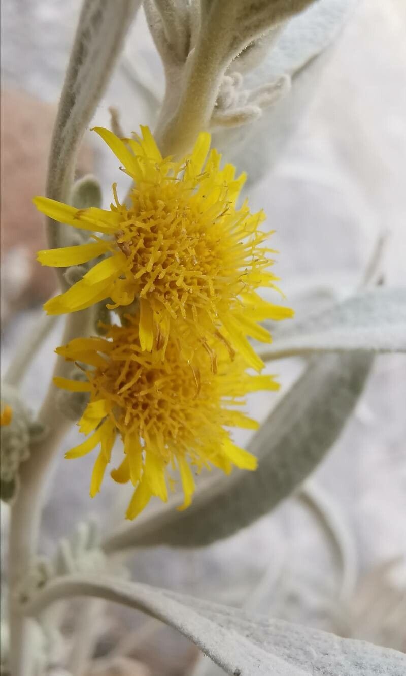 Inula verbascifolia flower