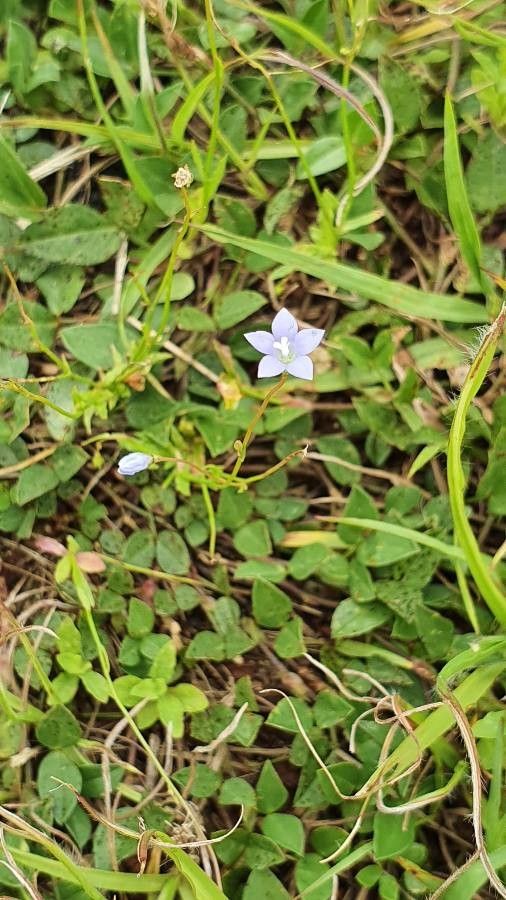 Wahlenbergia hederacea fruit