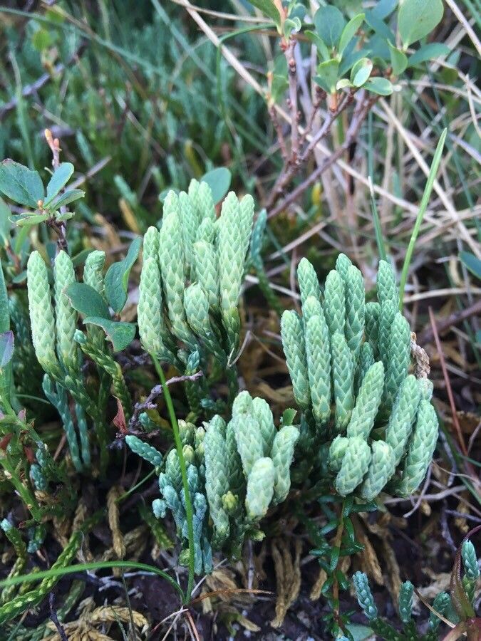 Diphasiastrum alpinum flower