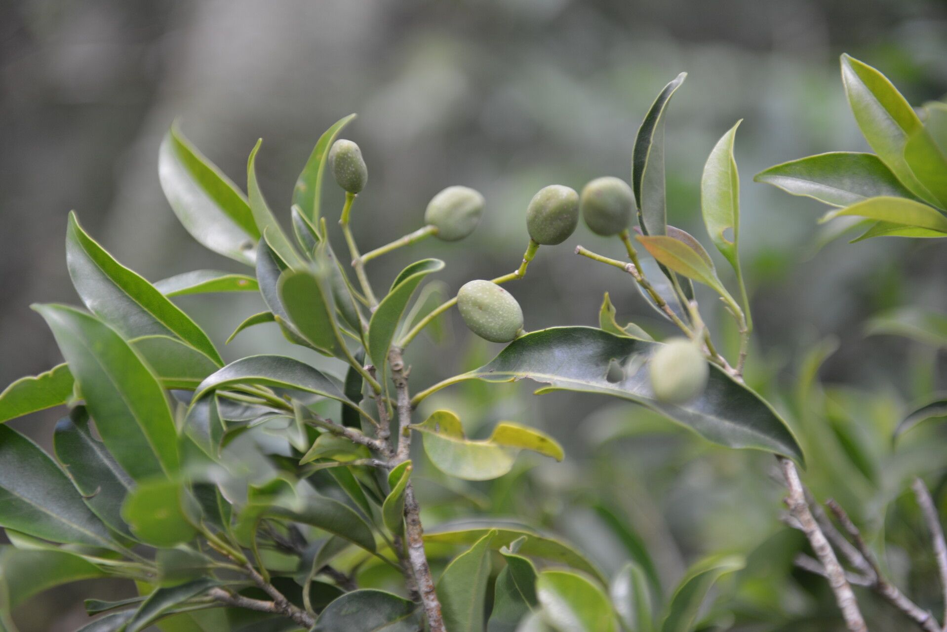 Chionanthus oblanceolatus fruit