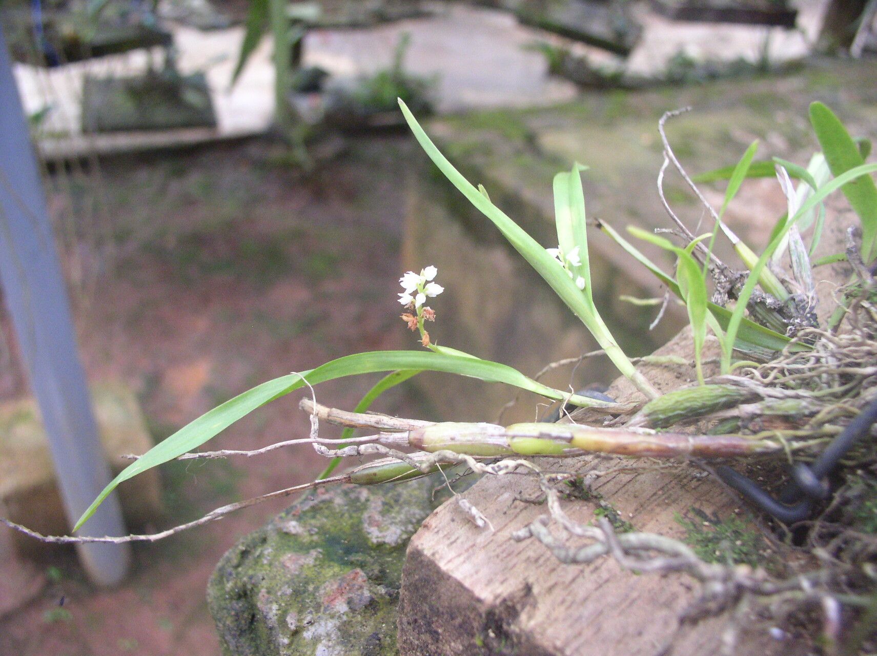 Polystachya calluniflora habit