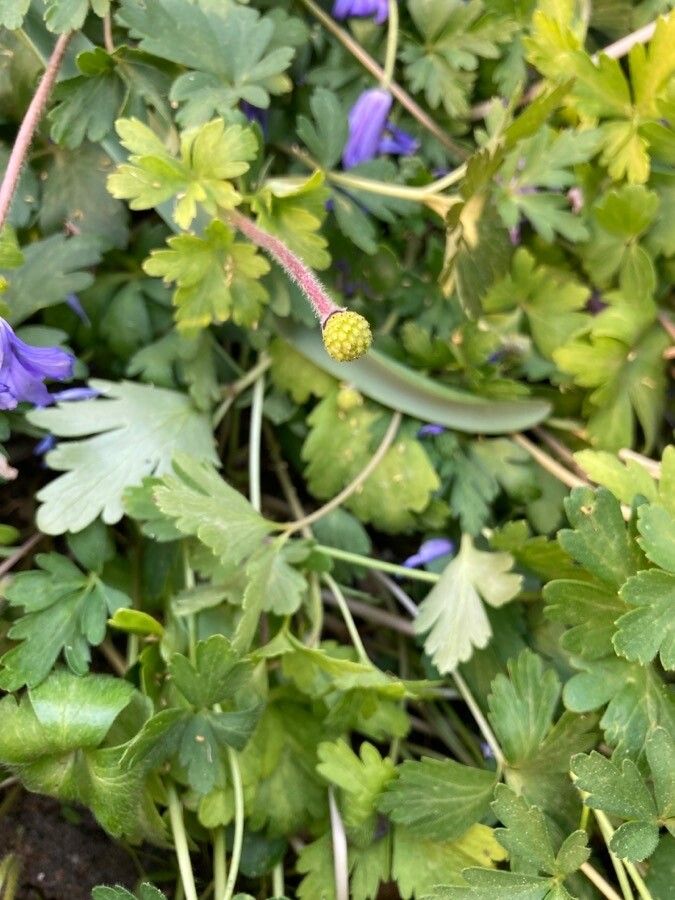 Anemone blanda fruit