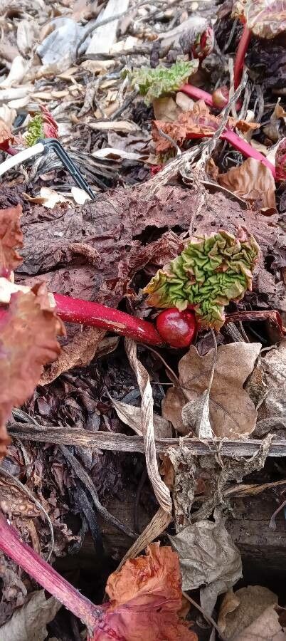 Rheum rhaponticum leaf