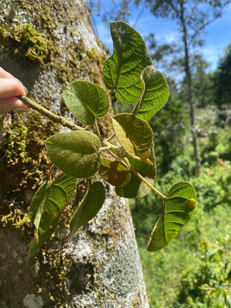 Croton draco leaf