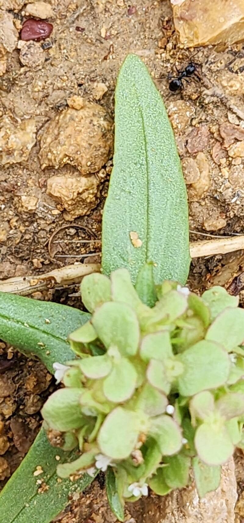 Valerianella leiocarpa — search result for 'Valerianella'