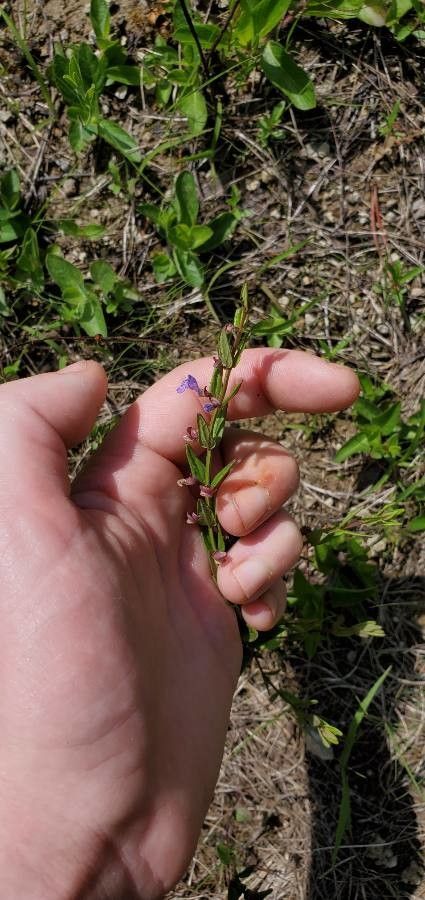 Scutellaria parvula — search result for 'Eastern and central North America'